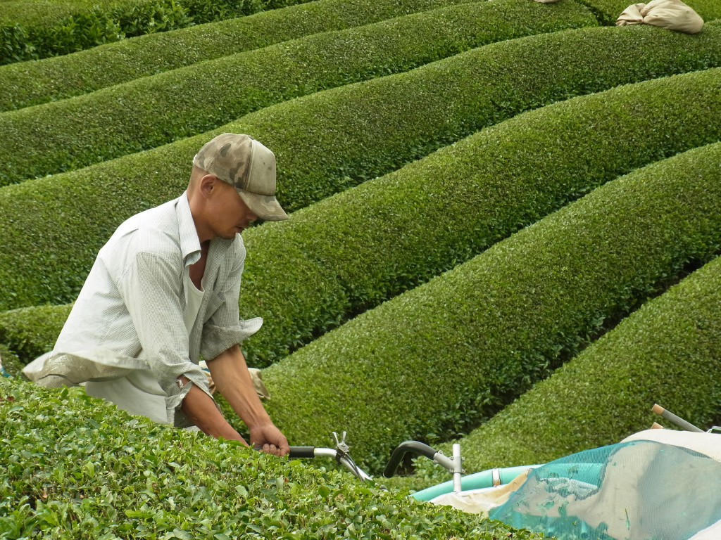 Obubu's president Akky-san harvesting Obubu Tea