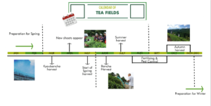 Tea farming through the year