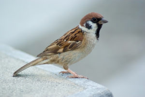 Tree sparrow, Osaka
