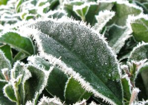 Frost tea leaf