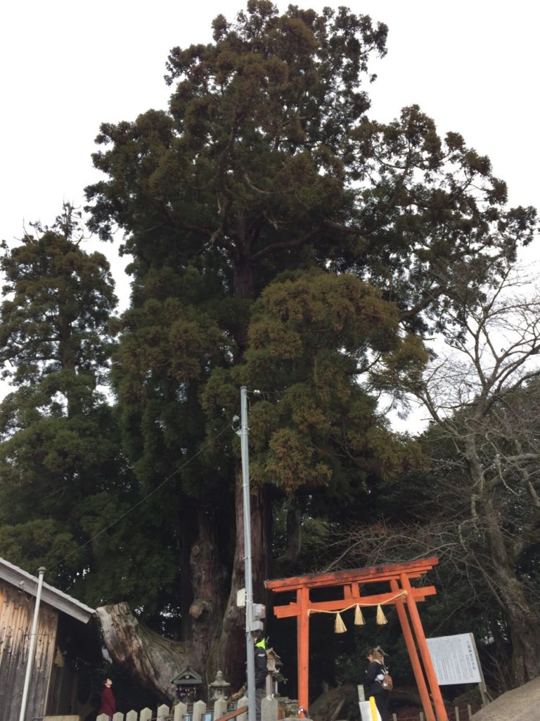 Obubu interns visiting the ancient cedar shrine
