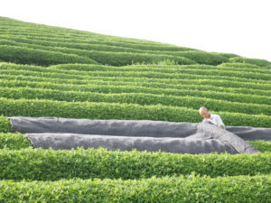 Our president, Akky-san, covering tea bushes