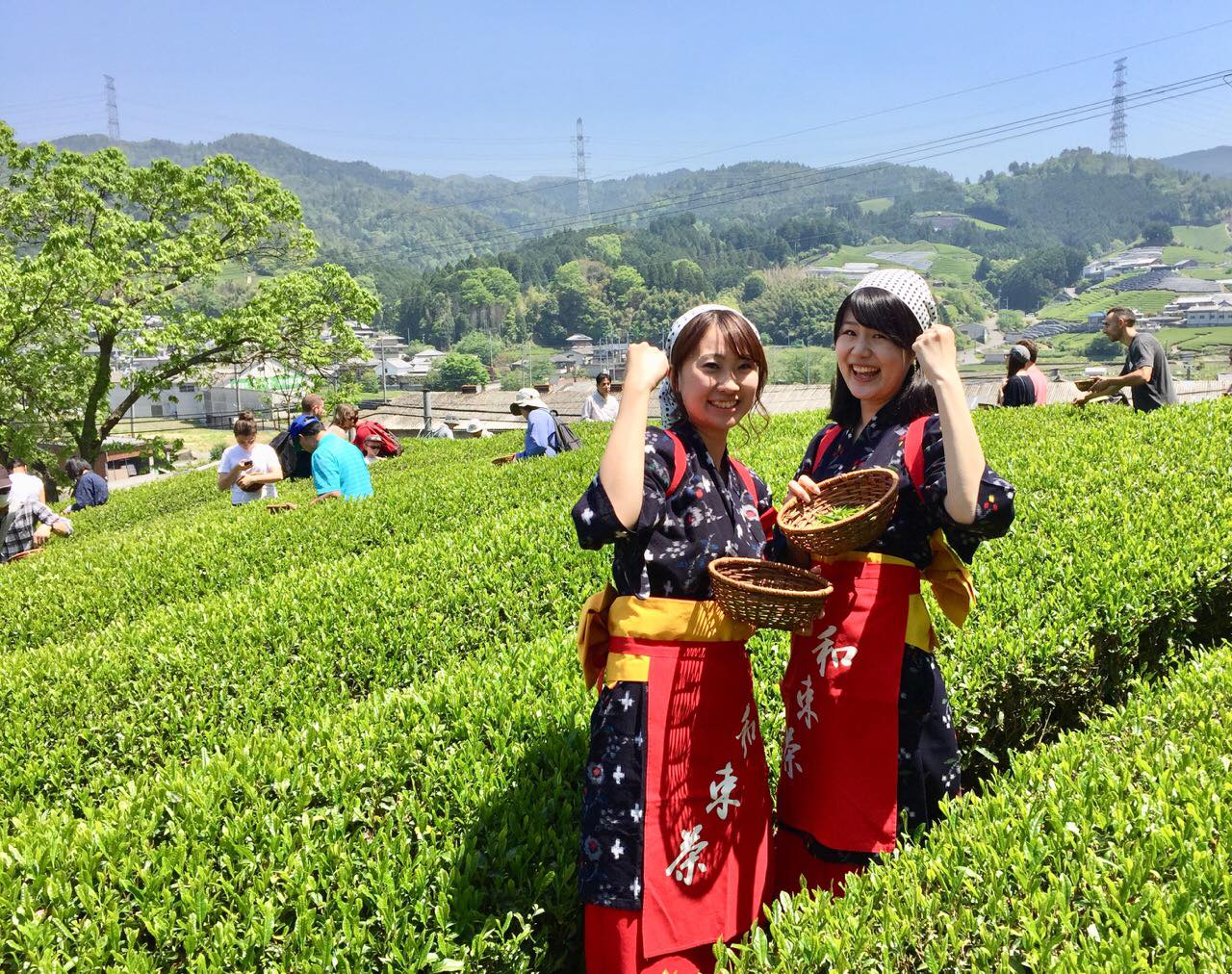 Image result for japanese tea farm