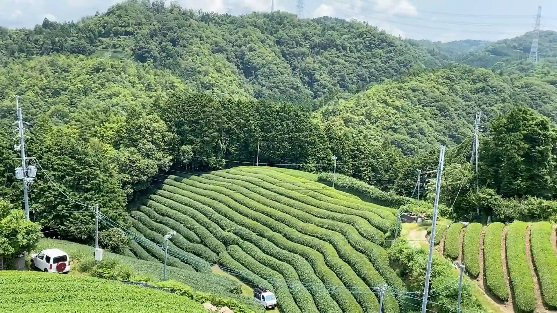 Matcha Production Set  Kyoto Obubu Tea Farms