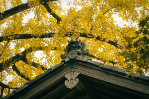 The roof of Shouhouji Temple in Wazuka is visible with yellow leaves above. It is very beautiful and fall-like.