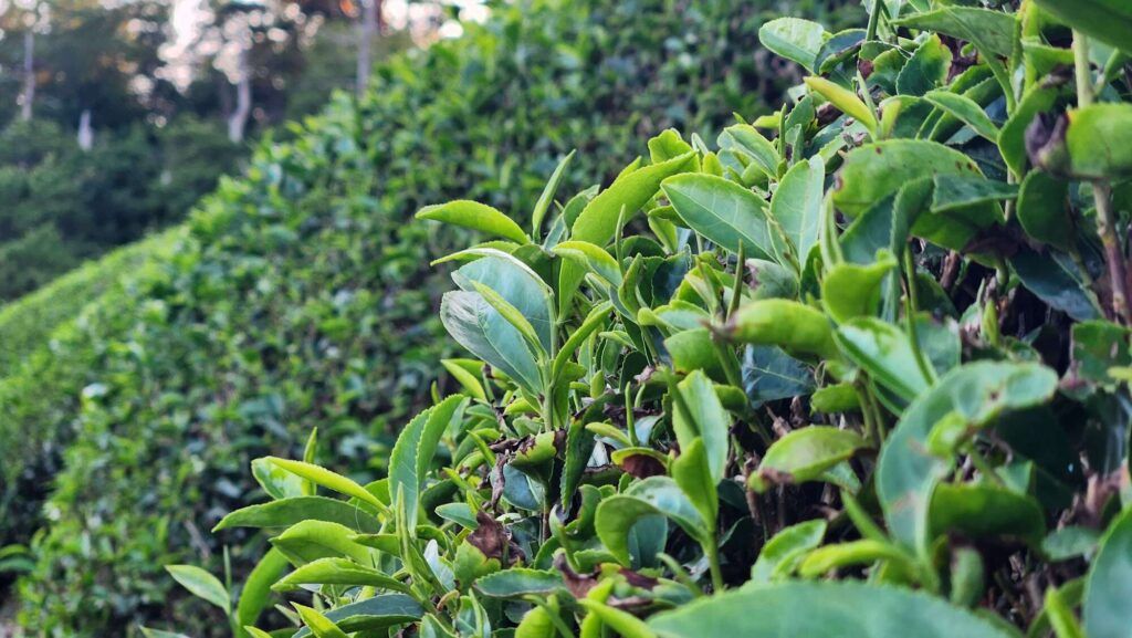 closeup of a bud growing from a tea bush
