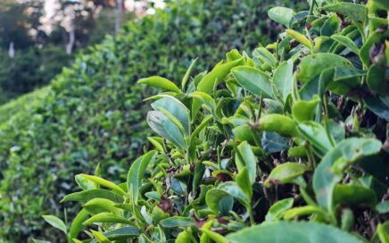 closeup of a bud growing from a tea bush