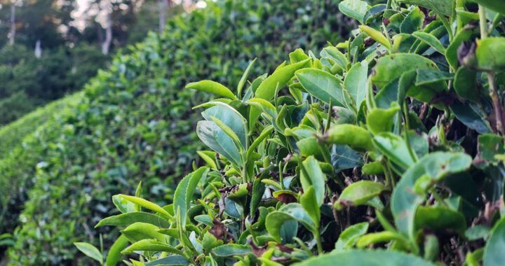 closeup of a bud growing from a tea bush