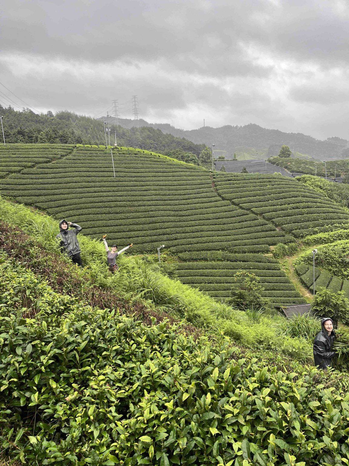 Tea Calendar Kyoto Obubu Tea Farms