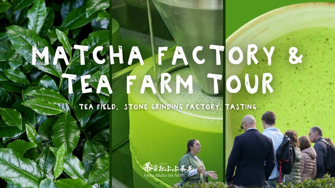 Matcha Factory & Tea Farm Tour – Kyoto Obubu Tea Farms
