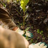 Tea Field Renewal in Wazuka