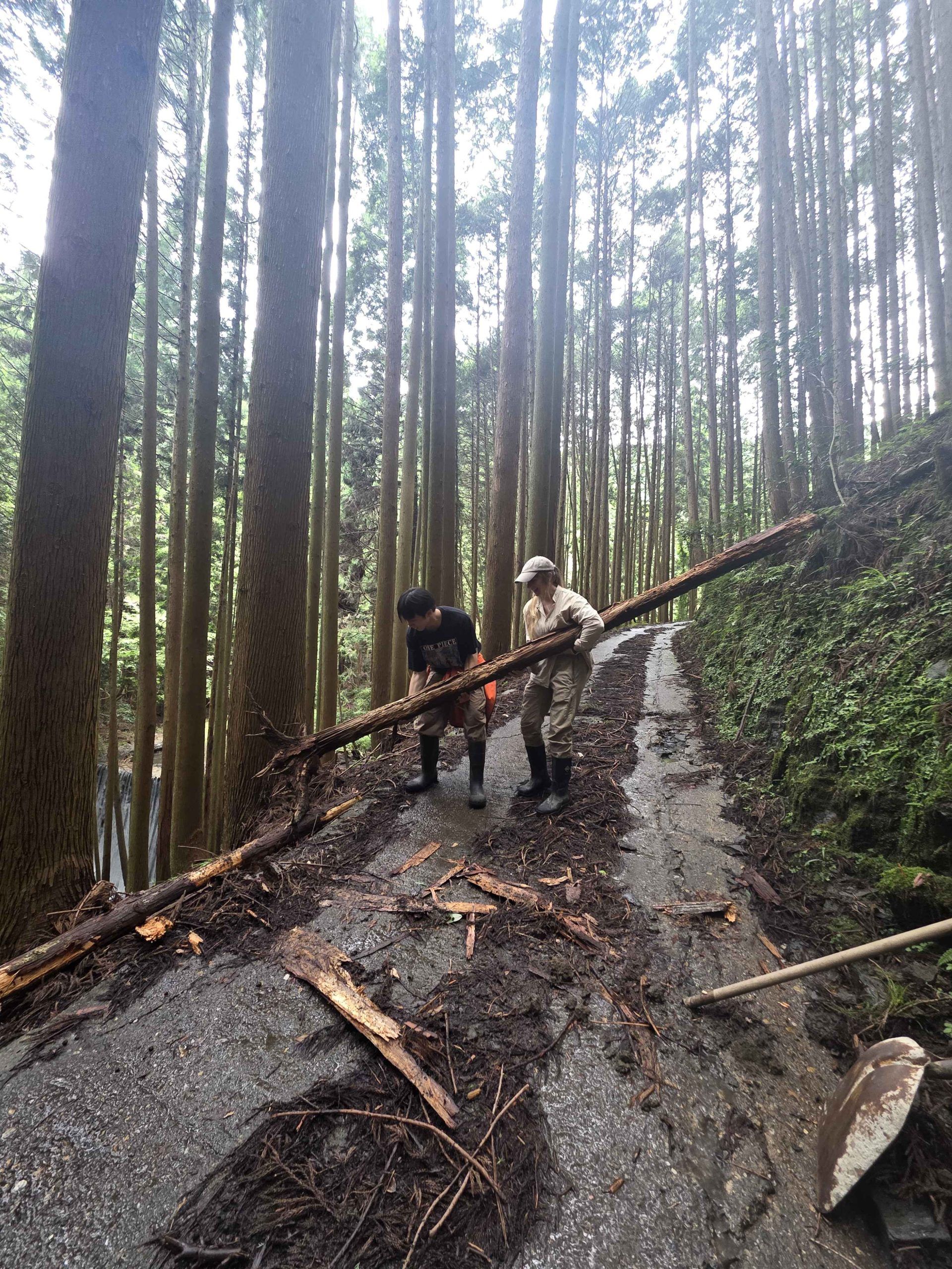 David and Katrina moving a very large fallen tree out of the road.