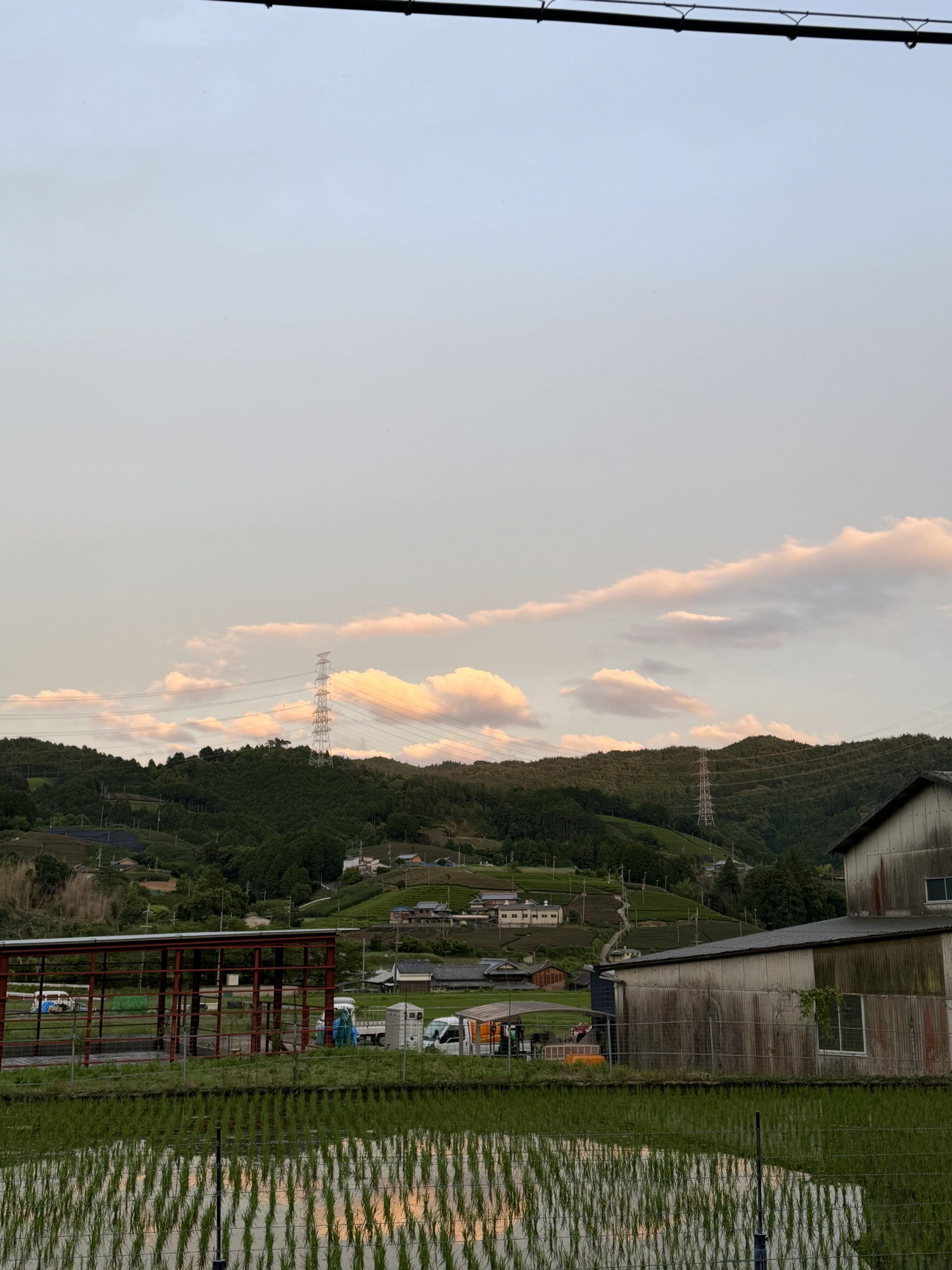 Shot of landscape with rice patties in front and tea fields in the back.