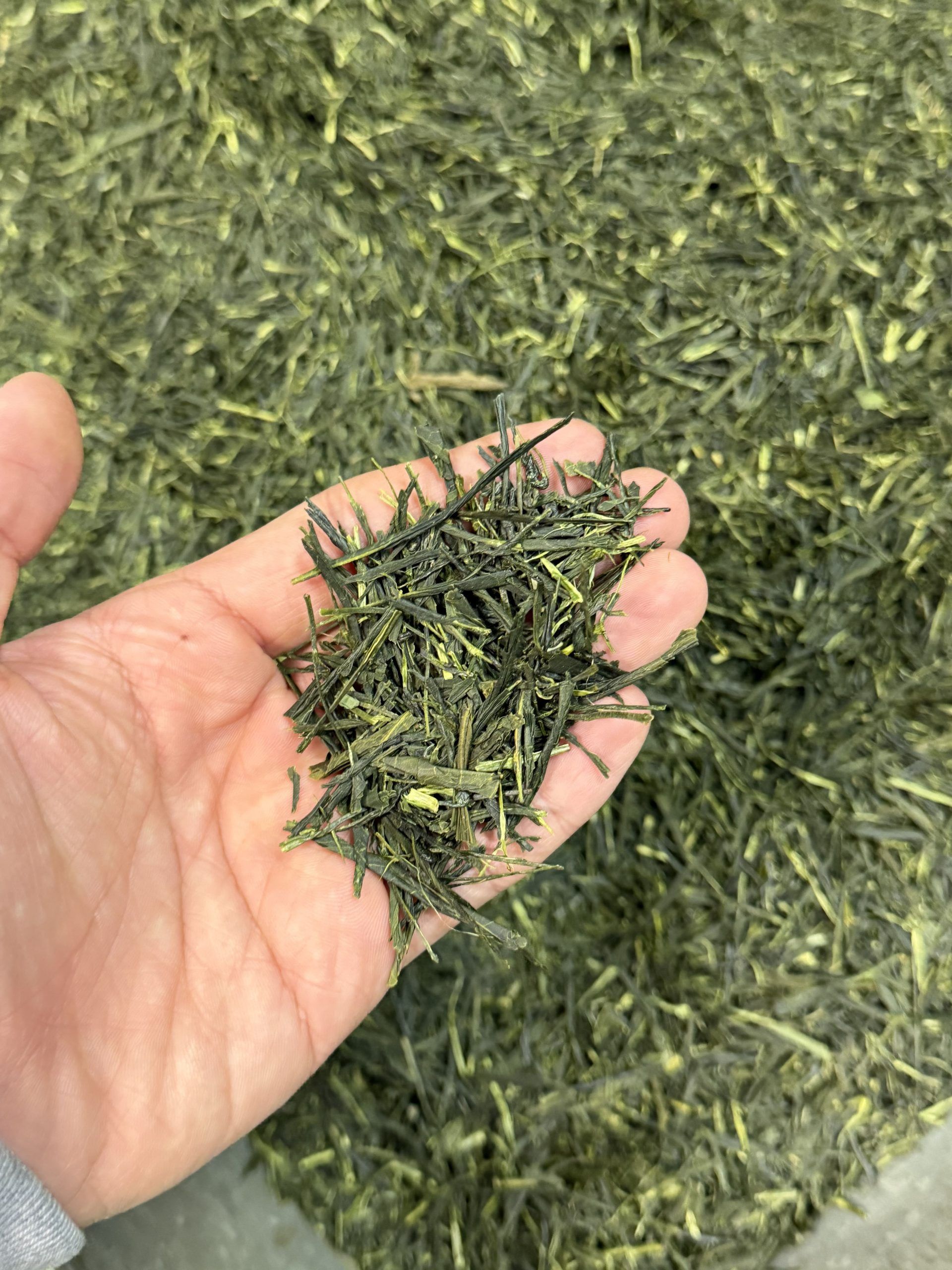 Shot of hand holding dried Japanese sencha.