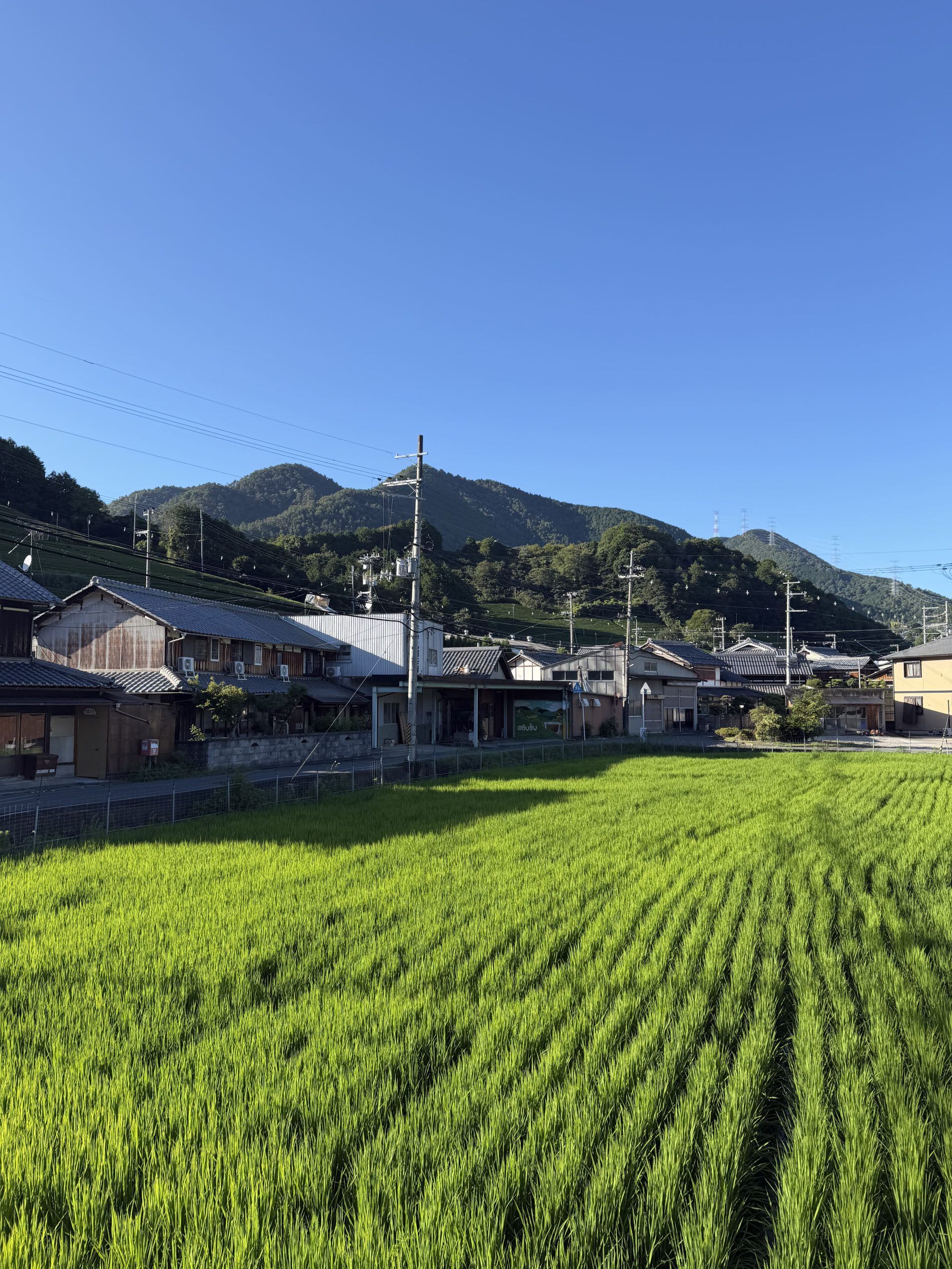 Photo of Obubu's buildings with a rice patty in front.