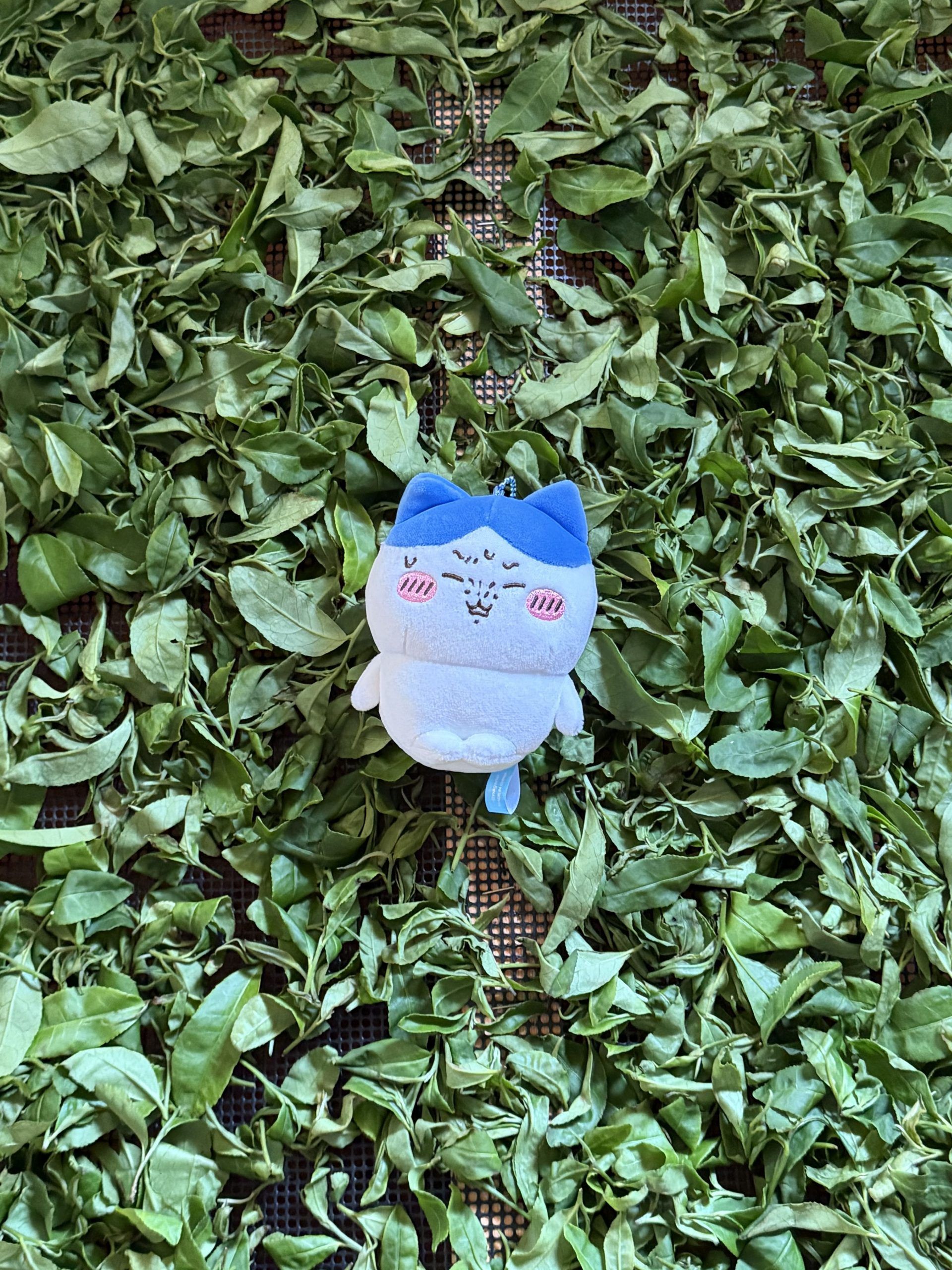 Hachiware plush laying on a bed of picked tea leaves.
